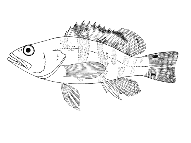 Serranus flaviventris (Cuvier, 1829)